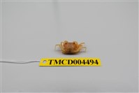 藏品(衛氏毛帶蟹)的圖片